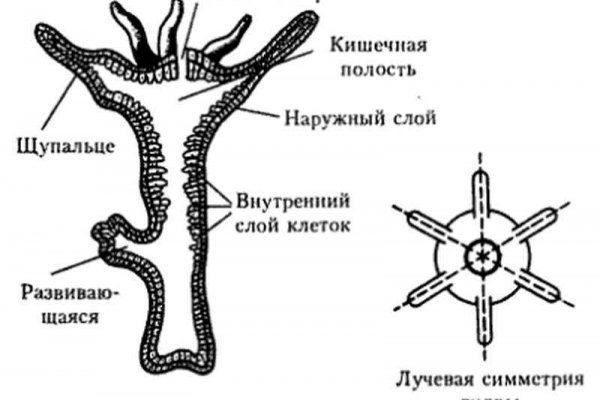 Омг сайт анонимных покупок для андроид